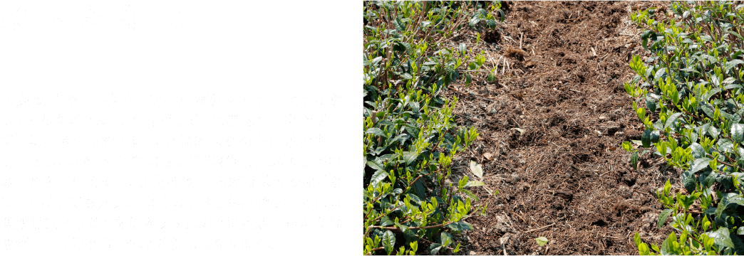柔らかな⼟