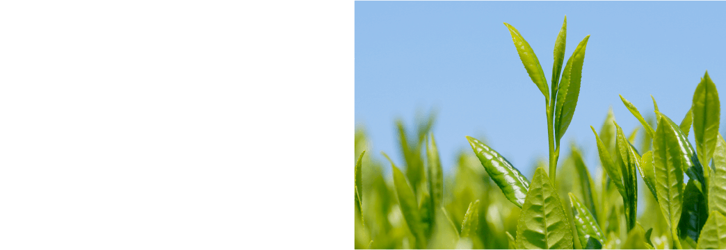 芽重型栽培